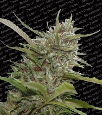 Auto Whiteberry > Paradise Seeds | Autoflowering Hanfsamen  |  Indica