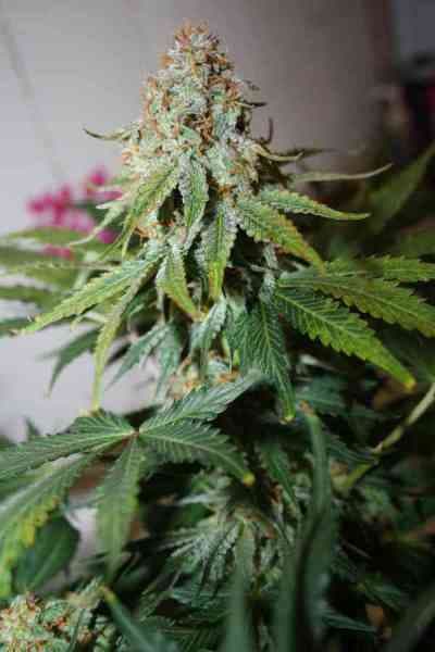 Auto Whiteberry > Paradise Seeds | Autoflowering Hanfsamen  |  Indica