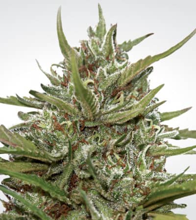 Auto Whiteberry > Paradise Seeds | Autoflowering Cannabis   |  Indica