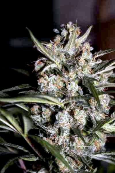 Auto Whiteberry > Paradise Seeds | Autoflowering Hanfsamen  |  Indica