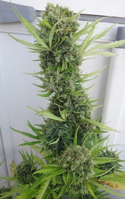 Auto Zamaldelica > ACE Seeds | Autoflowering Cannabis   |  Sativa