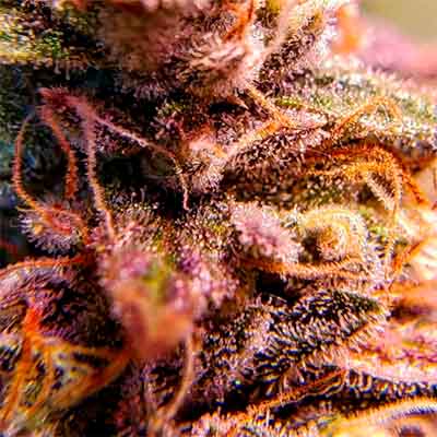 Auto Zerealz Milk > Advanced Seeds | Semillas de marihuana autoflorecientes  |  Híbrido