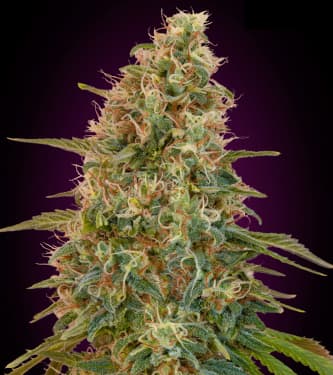 Auto Zkittlez > Advanced Seeds | Autoflowering Hanfsamen  |  Hybrid