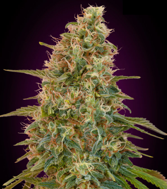 Auto Zkittlez > Advanced Seeds | Semillas autoflorecientes  |  Híbrido