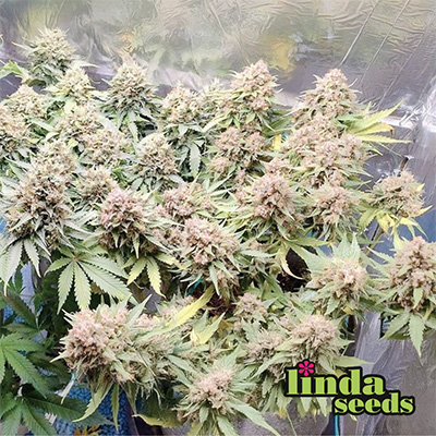 Zkittlez Auto > Linda Seeds | Hanfsamen Empfehlungen  |  TOP 10 Auto Flowering