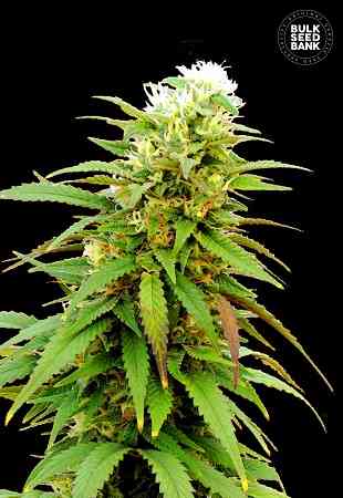 Auto Zkittly Zi Zi > Bulk Seed Bank | Graines Autofloraison  |  Hybride