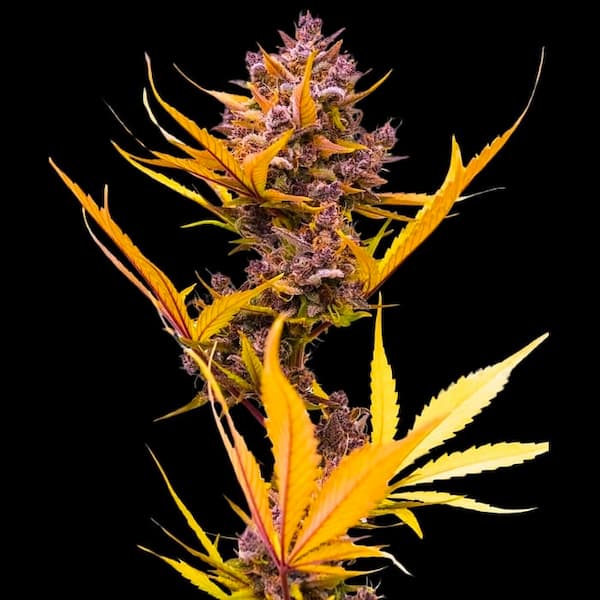 Auto Zoap > Empire Seeds | Autoflowering Cannabis   |  Indica