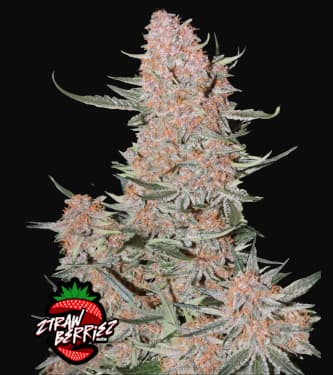 Ztrawberriez Auto > Fast Buds Company | Autoflowering Hanfsamen  |  Hybrid