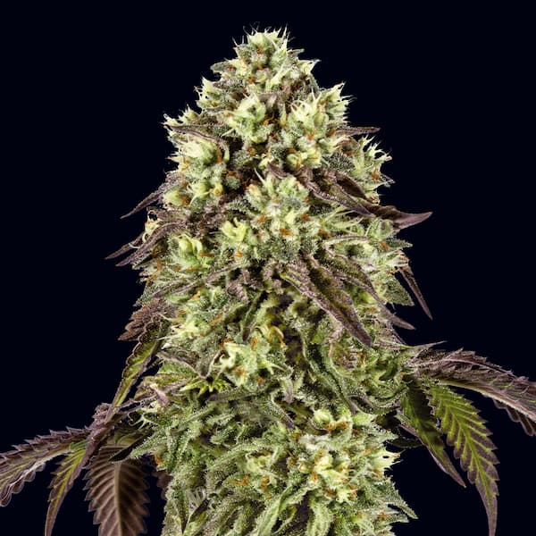 Auto Zunami Peach semilla > 00 Seeds Bank | Semillas de marihuana autoflorecientes  |  Híbrido