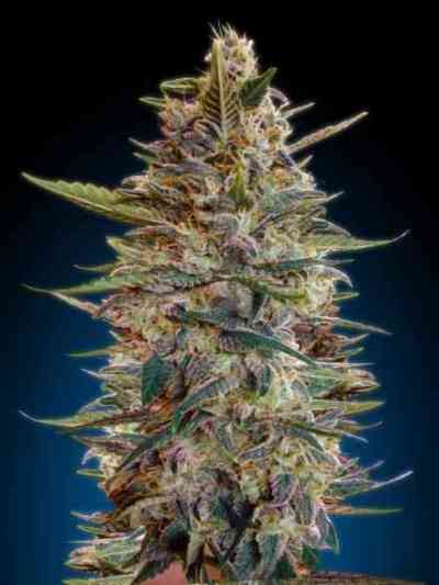 Auto Blue Diesel > Advanced Seeds | Semillas autoflorecientes  |  Índica