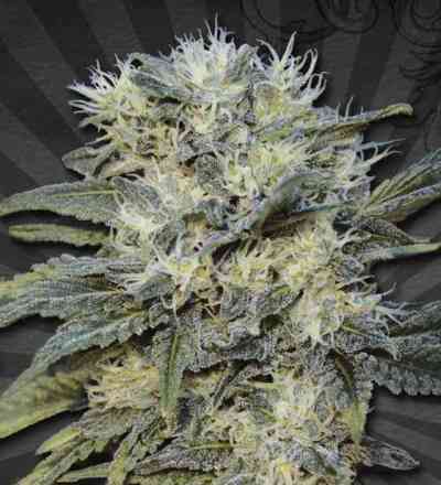 Auto Chemdog > Auto Seeds