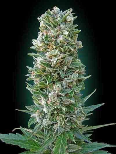 Auto Heavy Bud > Advanced Seeds | Autoflowering Cannabis   |  Hybrid