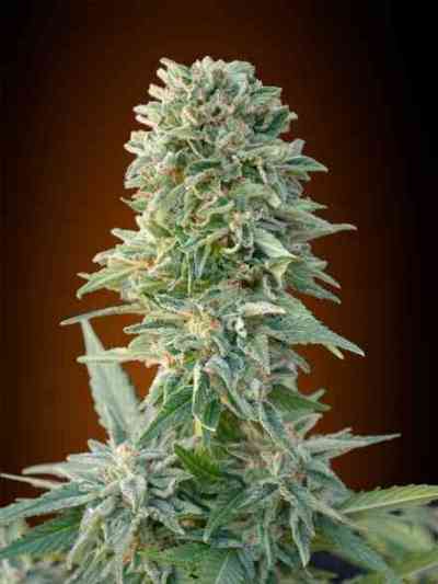 Auto Jack Herer > Advanced Seeds | Autoflowering Hanfsamen  |  Hybrid