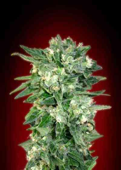 Auto Kaya 47 > Advanced Seeds | Autoflowering Cannabis   |  Sativa
