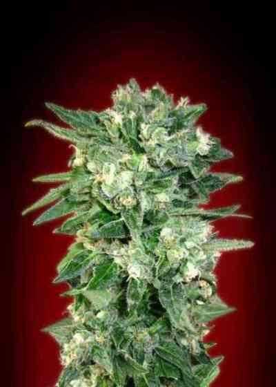 Auto Kaya 47 > Advanced Seeds | Graines Autofloraison  |  Sativa