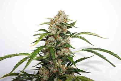 Auto Orange Bud > Dutch Passion | Autoflowering Cannabis   |  Sativa