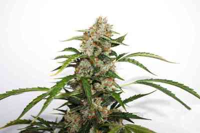 Auto Orange Bud > Dutch Passion | Graines Autofloraison  |  Sativa