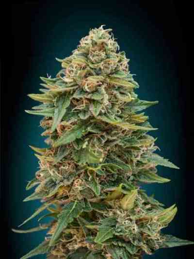 Auto Skunk 47 > Advanced Seeds | Autoflowering Cannabis   |  Hybrid
