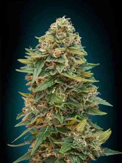 Auto Skunk 47 > Advanced Seeds | Semillas autoflorecientes  |  Híbrido