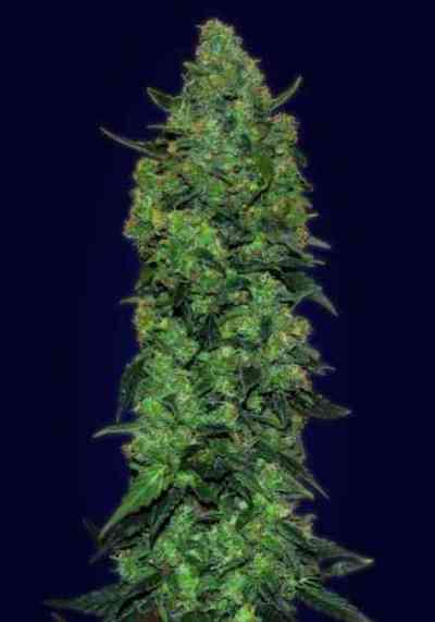 Auto Skunk Mass > Advanced Seeds | Autoflowering Cannabis   |  Hybrid