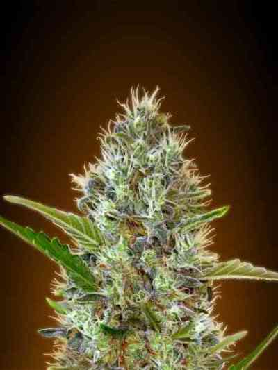 Auto Somango > Advanced Seeds | Autoflowering Hanfsamen  |  Hybrid