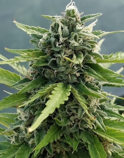 Auto Zamaldelica > ACE Seeds | Semillas autoflorecientes  |  Sativa