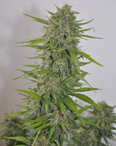 Auto Zamaldelica > ACE Seeds | Semillas autoflorecientes  |  Sativa