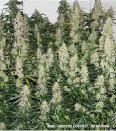 Auto Colorado Cookies > Dutch Passion | Autoflowering Cannabis   |  Indica