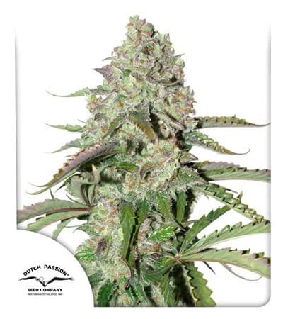 Auto Colorado Cookies > Dutch Passion | Graines Autofloraison  |  Indica