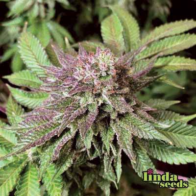 Autoflower CBD graines > Linda Seeds | Graines de CBD  |  Hybride