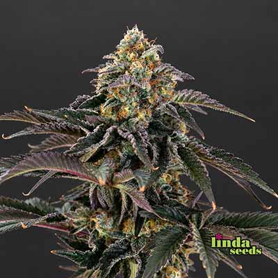 Autoflower CBD graines > Linda Seeds | Graines de CBD  |  Hybride