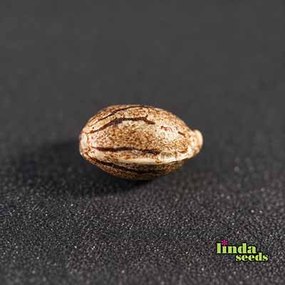 Autoflower CBD graines > Linda Seeds | Graines de CBD  |  Hybride