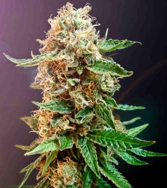 Autoflower Haze > Bulldog Seeds | Semillas autoflorecientes  |  Sativa