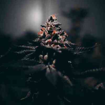 Autoflowering Cannabis Seeds