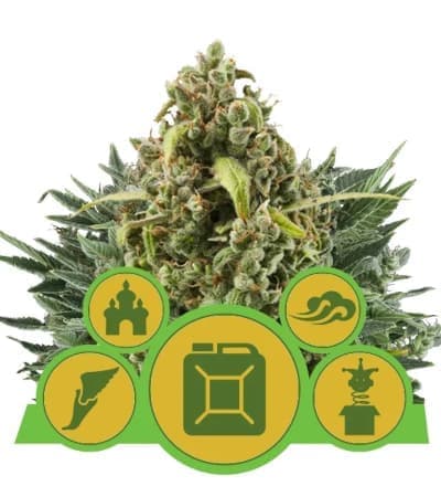 Autoflowering Mix > Royal Queen Seeds | Semillas autoflorecientes  |  Híbrido