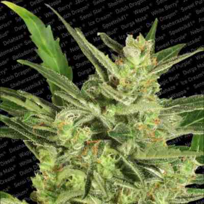 Auto Collection Pack #2 > Paradise Seeds | Autoflowering Cannabis   |  Hybrid