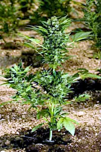 Automaria II > Paradise Seeds | Graines Autofloraison  |  Sativa