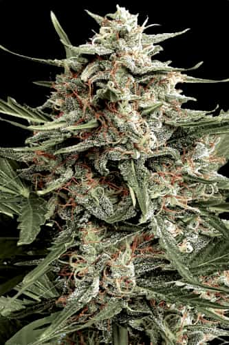 Automaria II > Paradise Seeds | Autoflowering Hanfsamen  |  Sativa