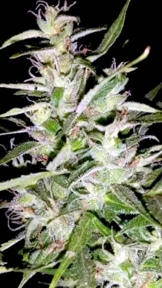 Automaria II > Paradise Seeds | Semillas autoflorecientes  |  Sativa