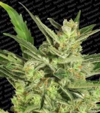 Automaria II > Paradise Seeds | Autoflowering Hanfsamen  |  Sativa