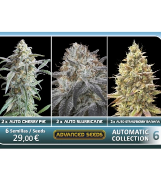 Automatic Collection #6 > Advanced Seeds | Autoflowering Hanfsamen  |  Hybrid