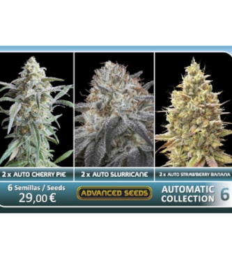 Automatic Collection #6 > Advanced Seeds | Semillas autoflorecientes  |  Híbrido