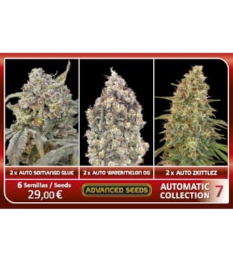 Automatic Collection #7 > Advanced Seeds | Autoflowering Hanfsamen  |  Hybrid