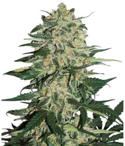 Auto Night Queen > Dutch Passion | Graines Autofloraison  |  Indica