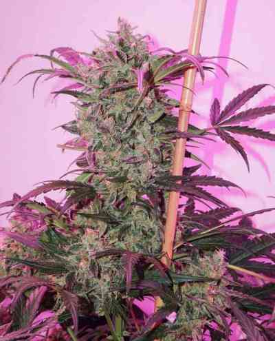 Auto Night Queen > Dutch Passion | Autoflowering Cannabis   |  Indica