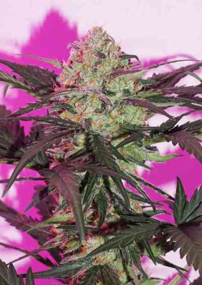 Auto Night Queen > Dutch Passion | Graines Autofloraison  |  Indica