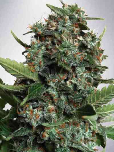 Autopilot XXL Seed > Ministry of Cannabis | Autoflowering Cannabis   |  Indica