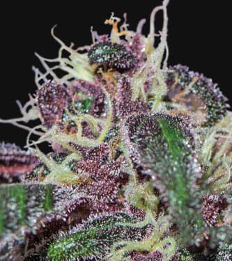 Ayahuasca Purple > Barneys Farm | Feminized Marijuana   |  Indica