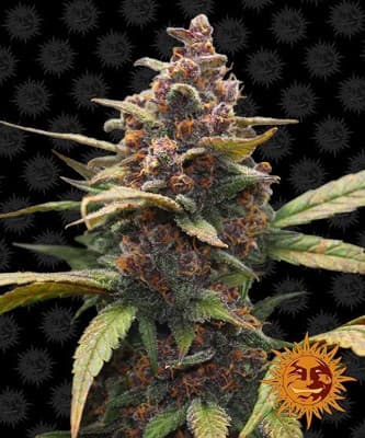 Ayahuasca Purple > Barneys Farm | Feminized Marijuana   |  Indica