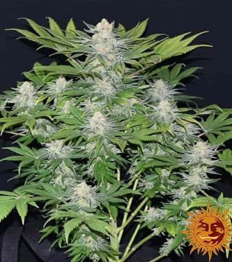 Ayahuasca Purple > Barneys Farm | Feminisierte Hanfsamen  |  Indica